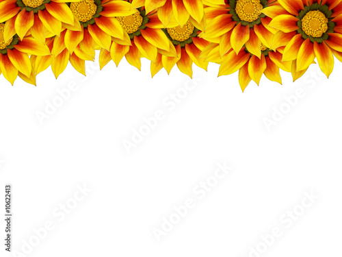 Fototapeta Naklejka Na Ścianę i Meble -  haut de page fleuri avec des fleurs de gazania