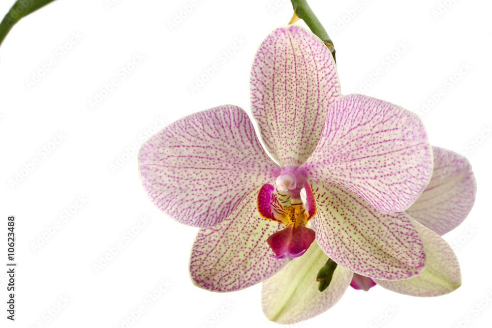 closeup of an orchid bloom isolated on white closeup of an orchid bloom isolated on white