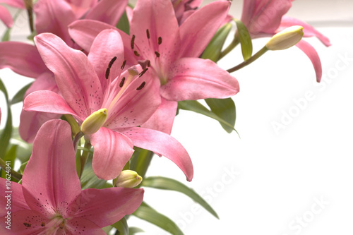 Photographie Pink lillies copy space on the right