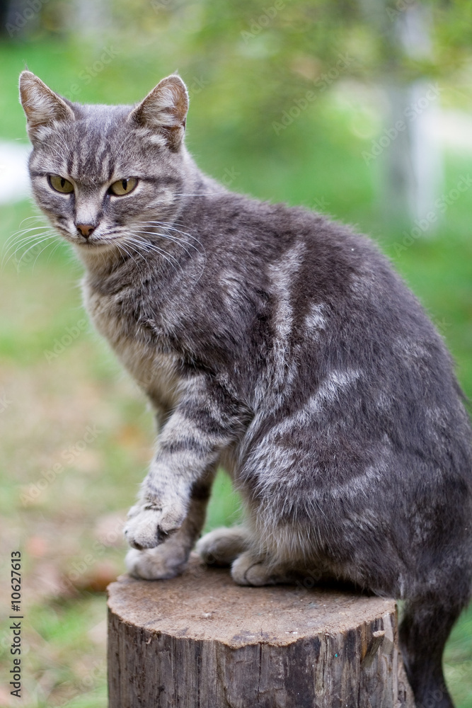 Grey cat sitting on a stump in garden