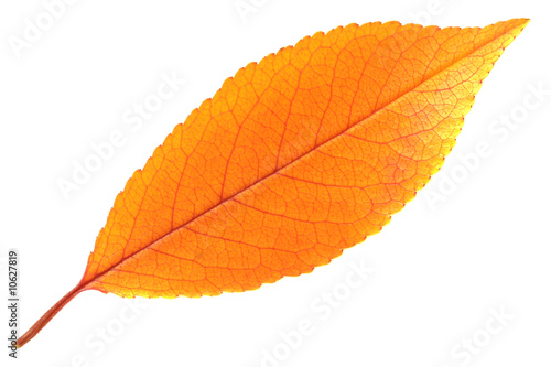 Autumn leaf isolated on white.