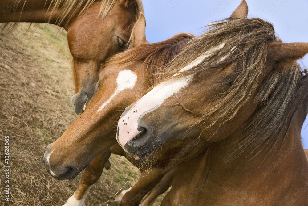 Obraz premium cheval de trait : portrait de groupe