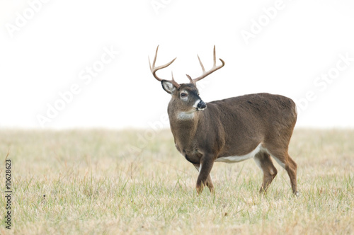 Whitetail buck and fog