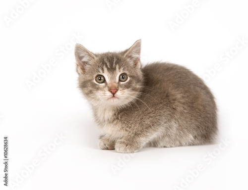 Gray kitten