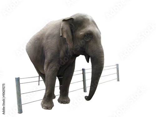 Elephant before a fence on a white background