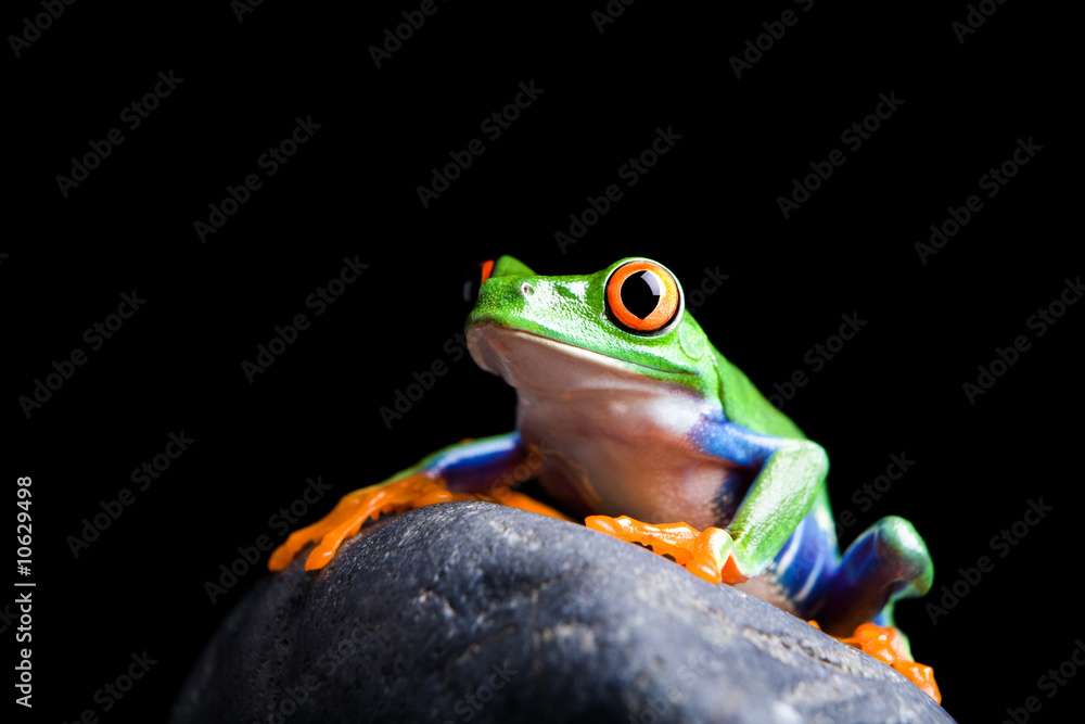 Fototapeta premium frog on a rock isolated black