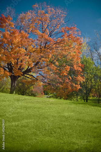 Tree fall II © Mauricio Cancino