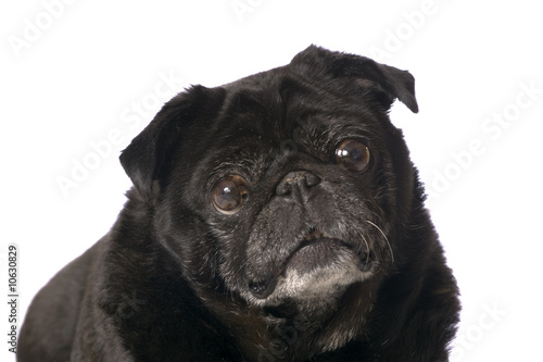 Portrait black pug