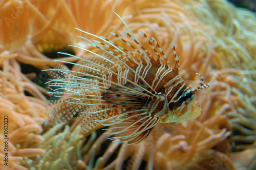 Fotografie biotope marin