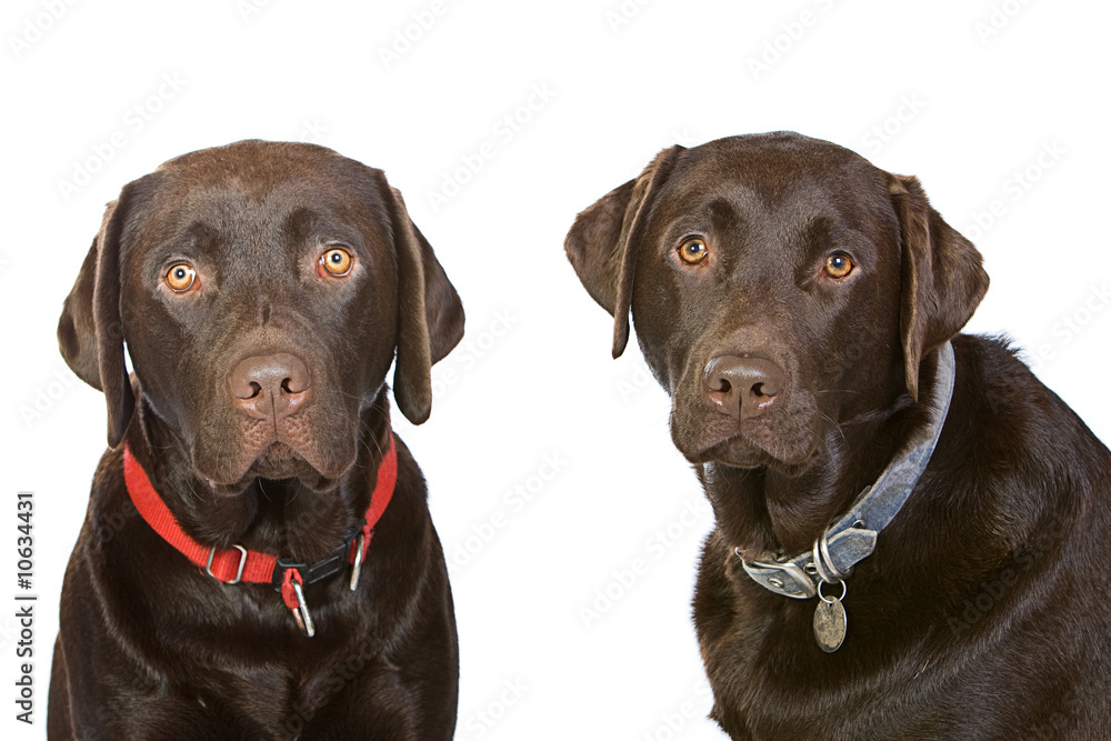 Chocolate Labrador Brothers