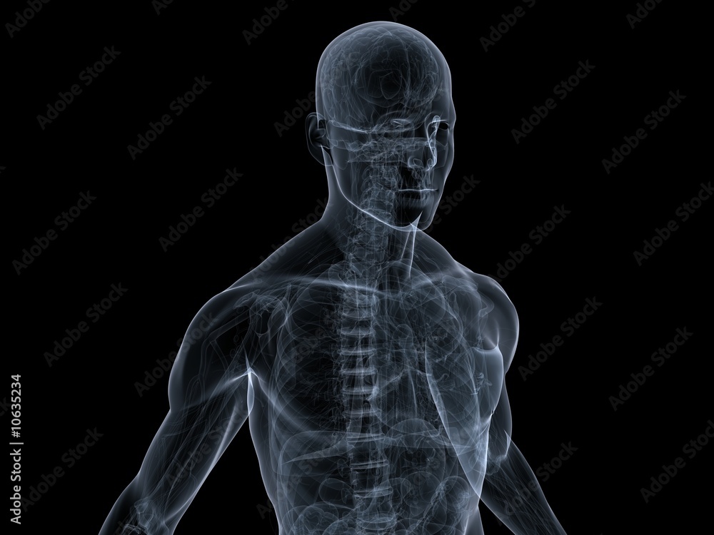 menschliche anatomie