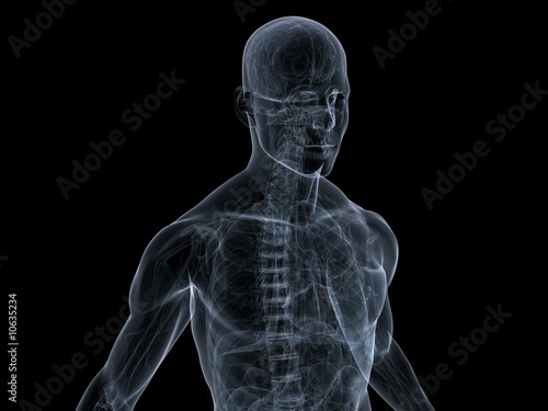 menschliche anatomie