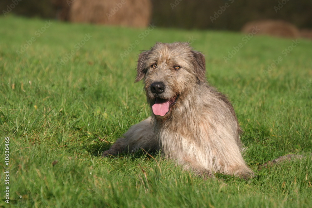 Fototapeta premium Lévrier Irlandais en état de veille