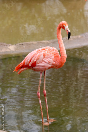 Pink Flamingo