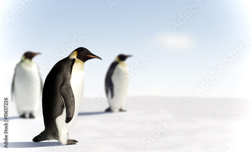 Emperor Penguins © Jan Will