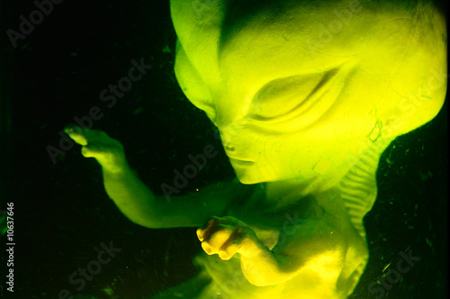 Alien fetus suspended in fluid photo