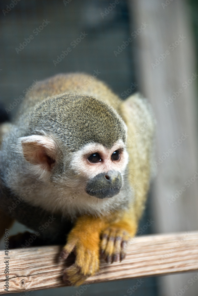 Fototapeta premium monkey