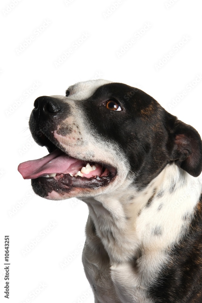 Terrier Dog Portrait