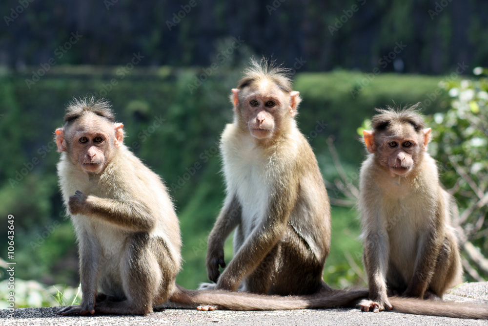 Three Monkeys Three Monkeys