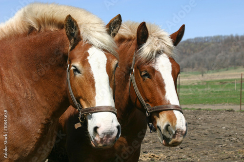 Draft Horses © Snap Happy