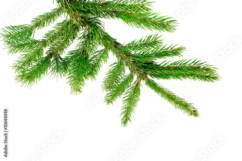 Fresh green pine branch
