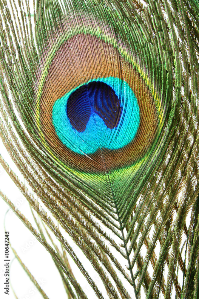 Naklejka premium Peacock feather macro closeup