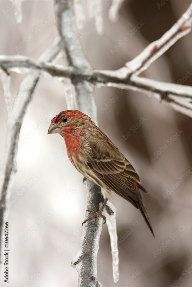 house finch perched on an icy branch house finch perched on an icy branch