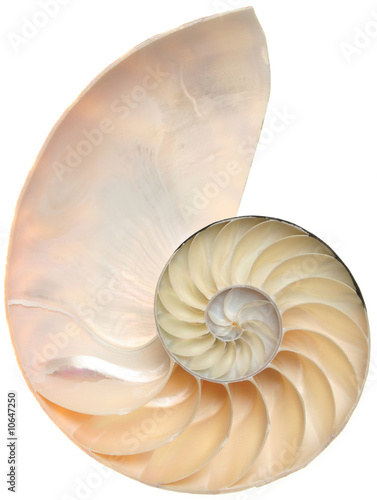 Nautilus shell cutaway isolated on white photo