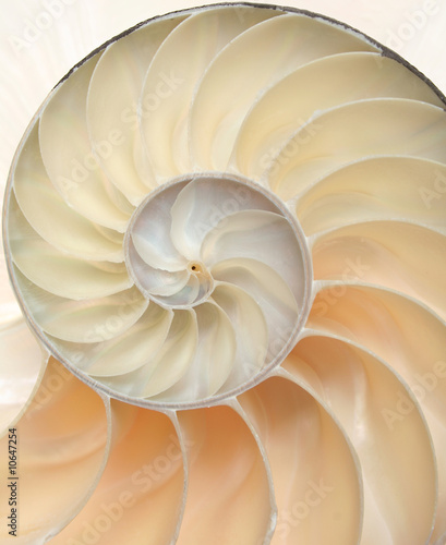 Nautilus shell macro closeup photo