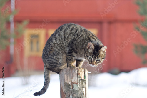 Grey tabby cat sitting on post