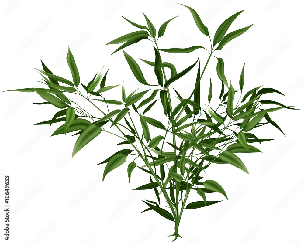 Fototapeta premium Shrub 01 - isolated hand drawn illustration as retouch