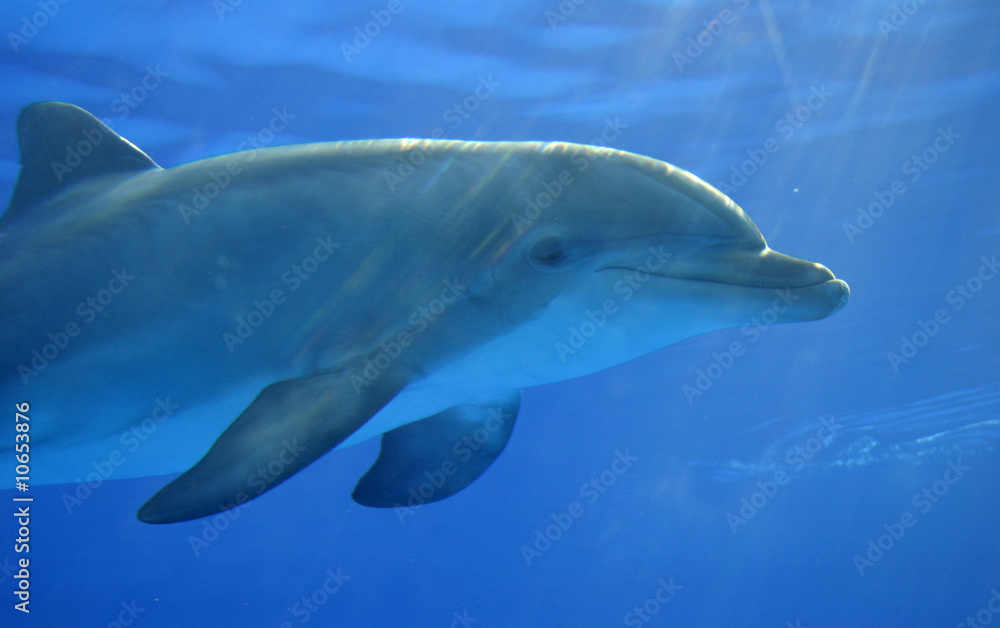 Fototapeta premium delfino