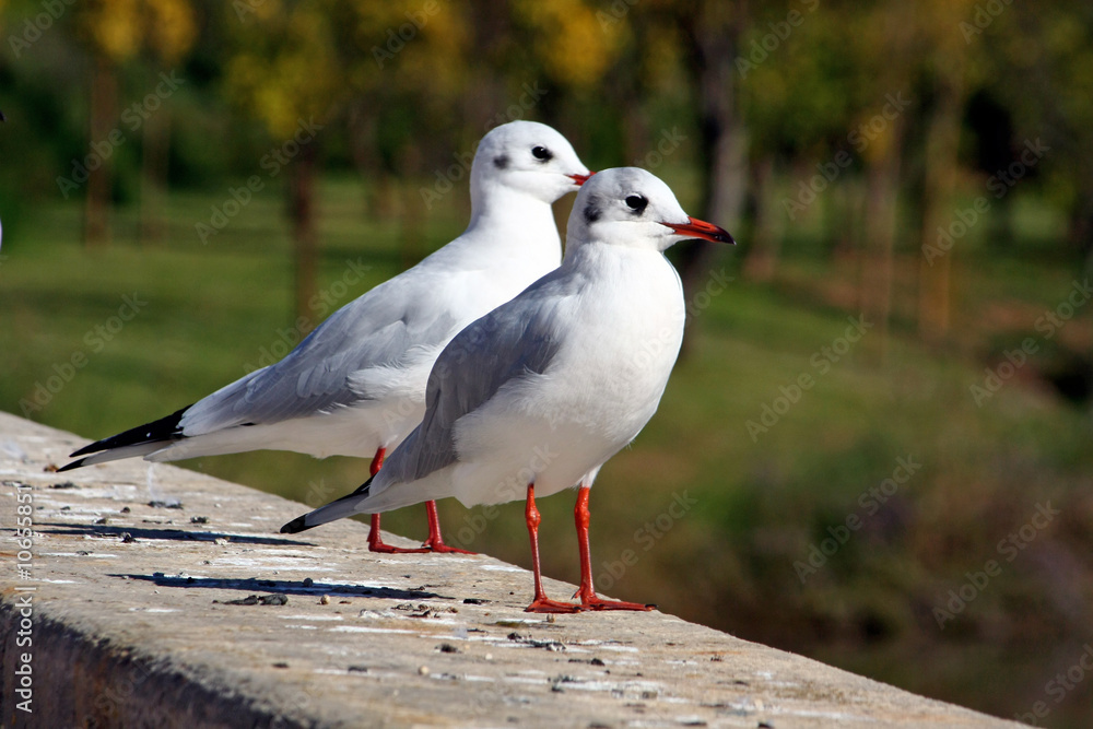 Two Seagulls Two Seagulls