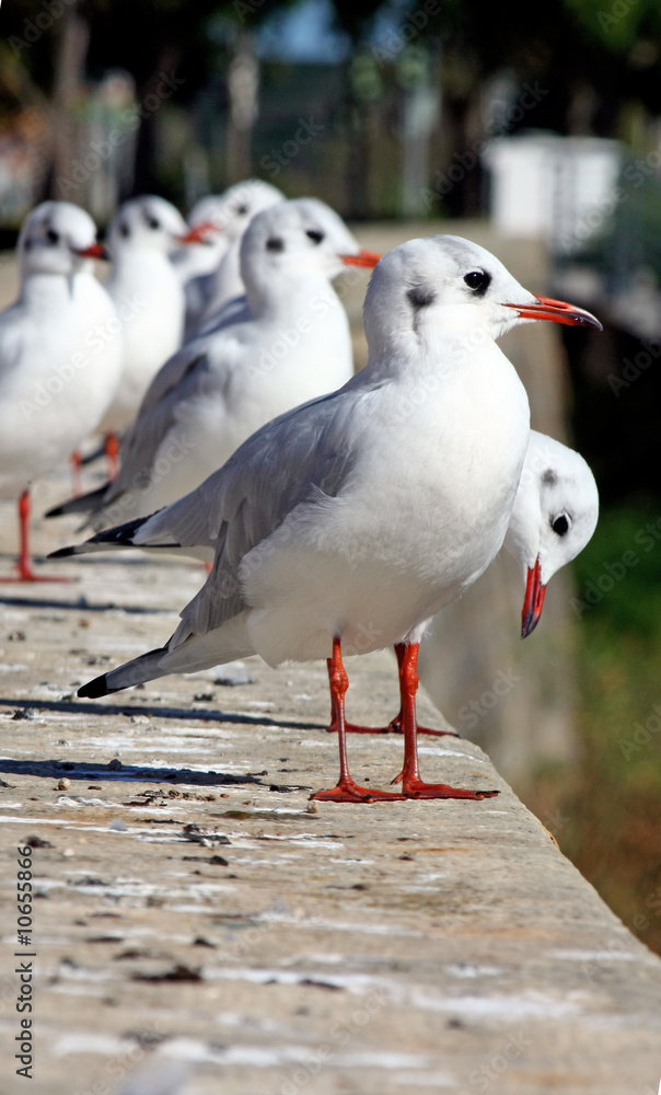 Flock of Seagulls Flock of Seagulls