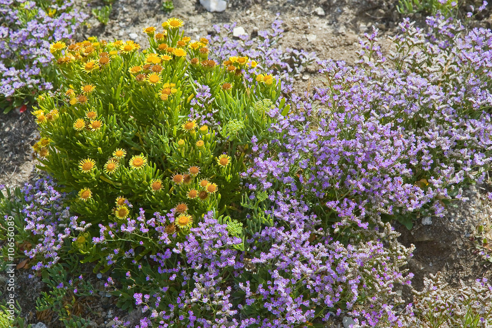 Obraz premium bretagne,belle-île : fleurs et rocher de la lande en bord de mer