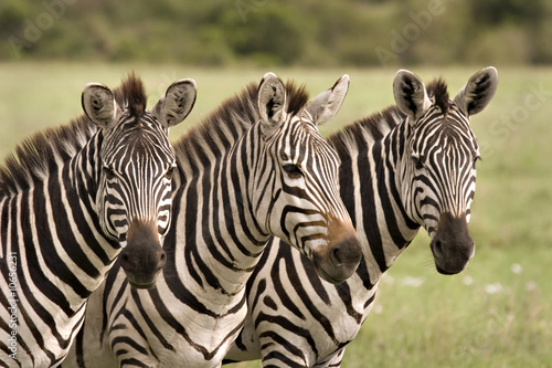 Fototapeta Naklejka Na Ścianę i Meble -  Three zebras