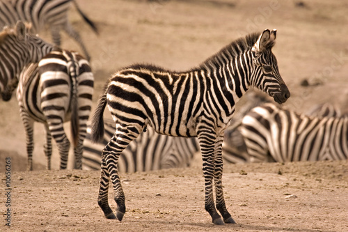 Young zebra