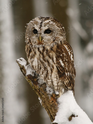 Tawny owl in the forest while snowing