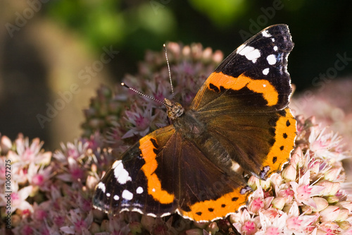 The Red Admiral or Vanessa atalanta