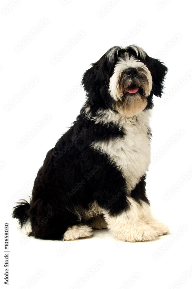 Tibetan Terrier puppy isolated on a white background Tibetan Terrier puppy isolated on a white background
