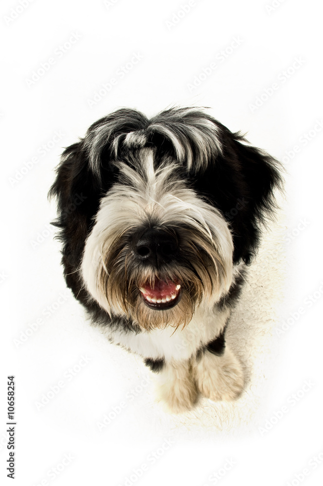 Tibetan Terrier puppy isolated on a white background