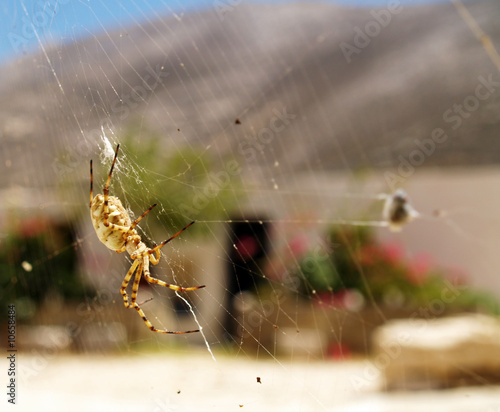 Spinne und Gebäude