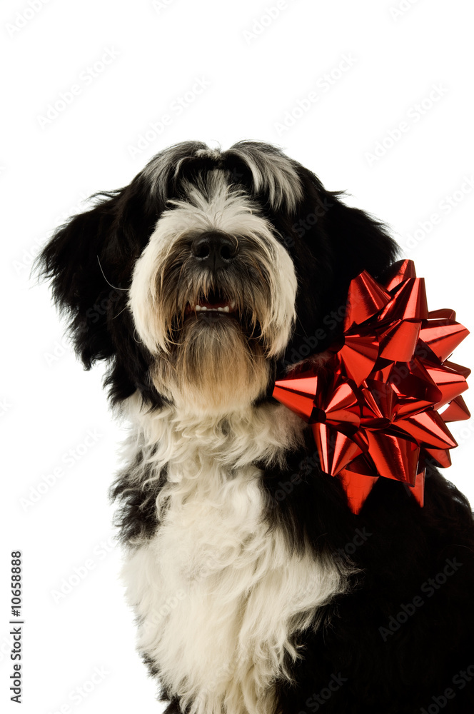 Tibetan Terrier puppy with a red bow around it neck Stock Photo | Adobe  Stock