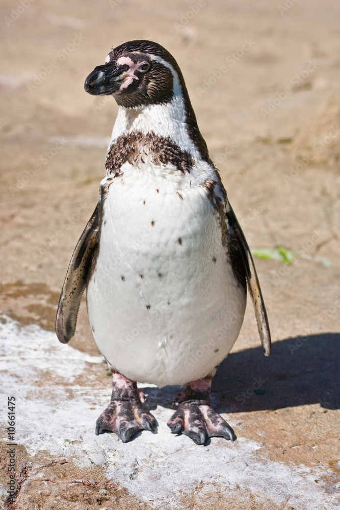 Fototapeta premium Juvenile Humboldt Penguin, standing, looking left.