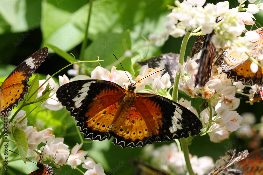 Butterflies