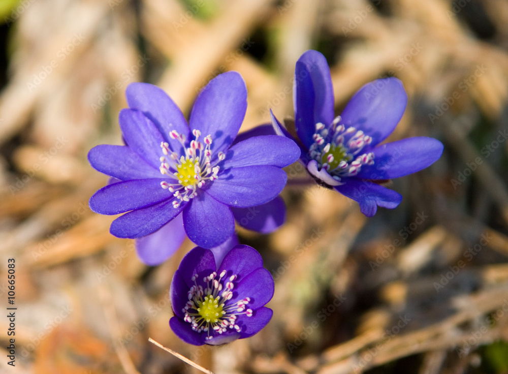 Flowers of spring Flowers of spring