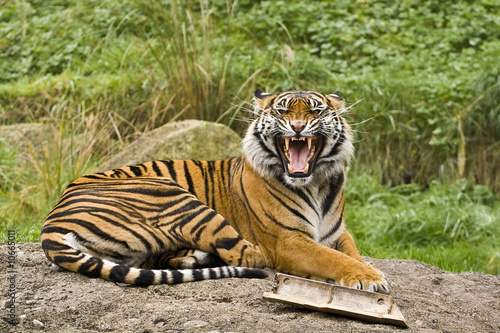 Fotografie Growling Sumatran Tiger