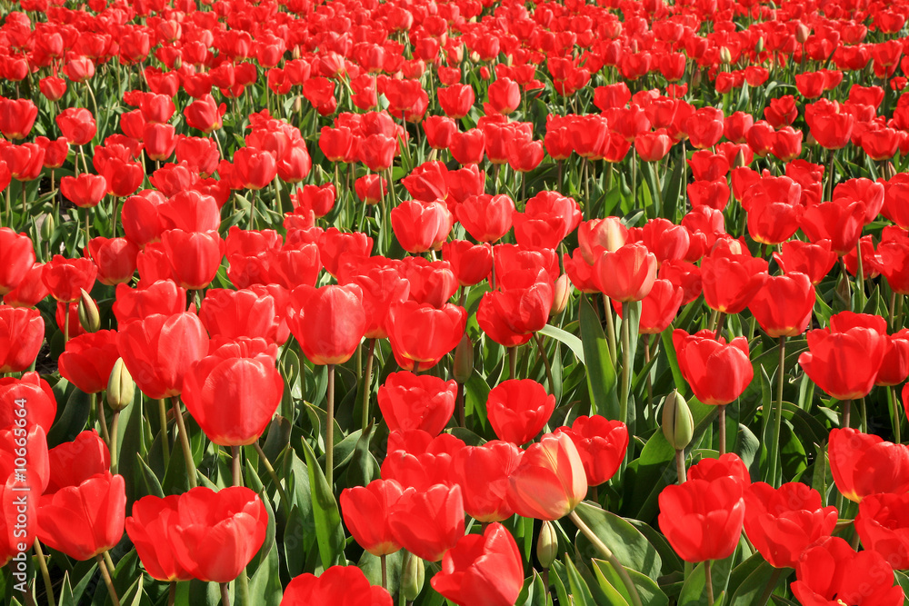 Fototapeta premium Red tulips