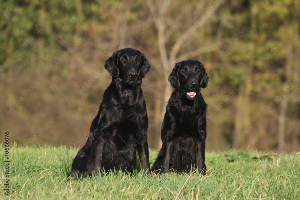 Couple de Flat-coated Retriever noirs assis côte à côte Couple de Flat-coated Retriever noirs assis côte à côte