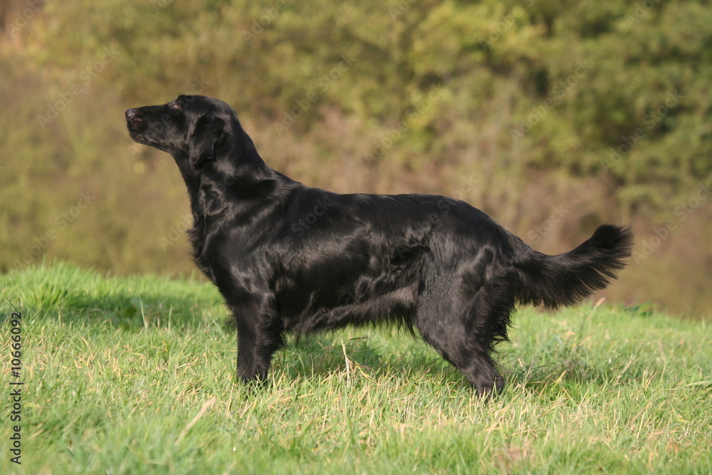 Beau profil immobile du Flat-coated Retriever noir
